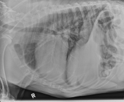 R LAT Thorax_2wk_post_therapy
