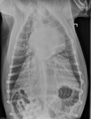 DV Thorax_2wk_post_therapy
