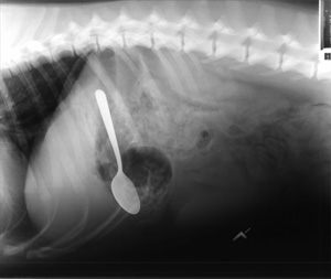 Image result for veterinary radiographs