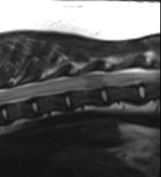 Case of the Day