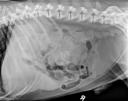 Case of the day