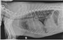 Case of the Day