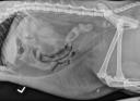 Case of the day