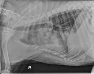 cod061208 Lateral thorax