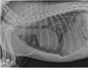 Case of the Day