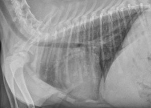 cod110308 Lateral thorax