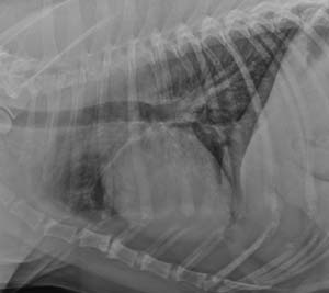 cod111308 lateral thorax