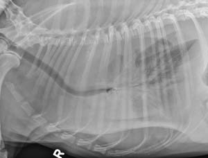 cod112008 Lateral thorax