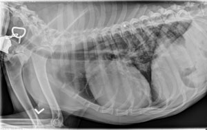 cod20090430 lateral thorax