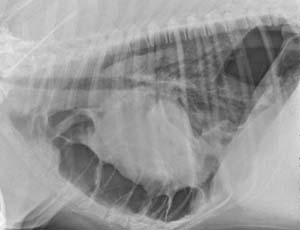 cod20090702 lateral thorax
