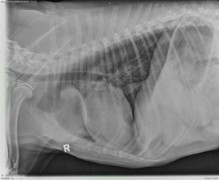 lateral_thorax