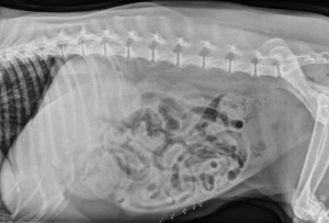 20100112010001 lateral abdomen