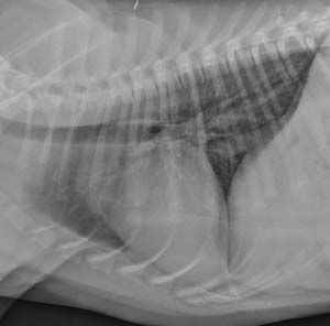lateral thorax