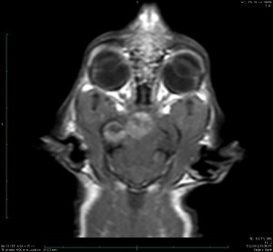 cod_20100126 ct/mri society