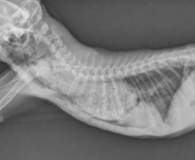 case of the day