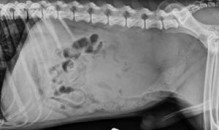 lateral abdomen