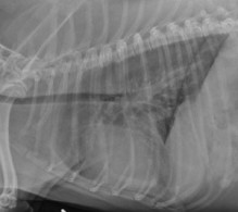 lateral thorax