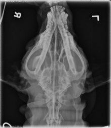 d/v skull