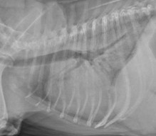 lateral thorax