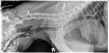 lateral neck