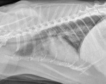 lateral thorax