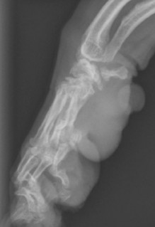 lateral carpus
