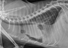 lateral thorax