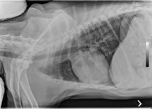 lateral thorax