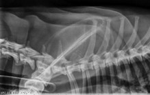201000811 lateral spine