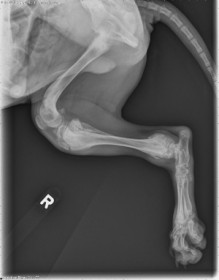 lateral hind limb