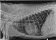 lateral thorax