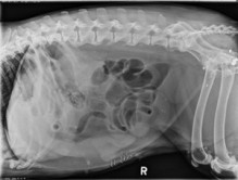 lateral abdomen