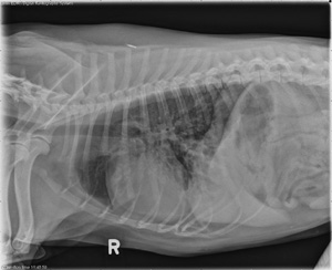 lateral thorax
