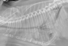cod09022010 lateral thorax