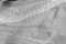 lateral thorax