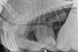 cod20100912 lateral thorax