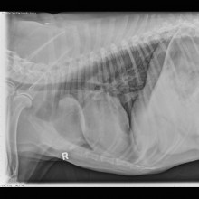 lateral thorax