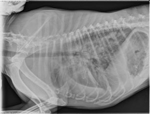 lateral thorax