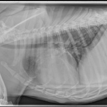 lateral thorax