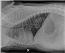 lateral thorax