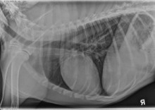 lateral thorax