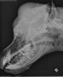 lateral skull