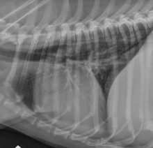 lateral thorax