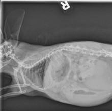 cod20110812