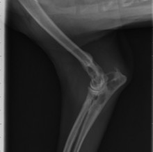 cod20110818