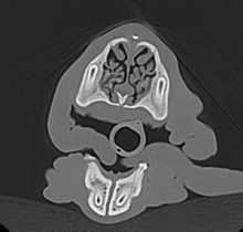 CT nose