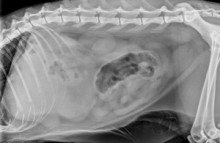 lateral_abdomen