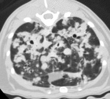 ct_thorax