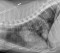 2011011501 lateral_thorax
