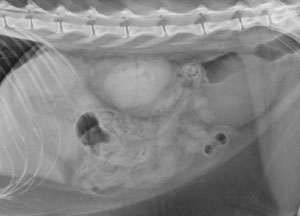 lateral_abdomen